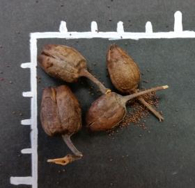 POD